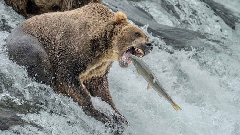Alaskan Brown Bear AKA Kodiak Bear (Ursus arctos middendorffi) reaches for a salmon in a river in the Katmai National Park and Preserve, Alaska, USA